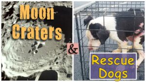 Moon Craters & Rescue Dogs